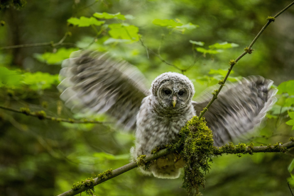 barred-owl-Cia-Live.jpg