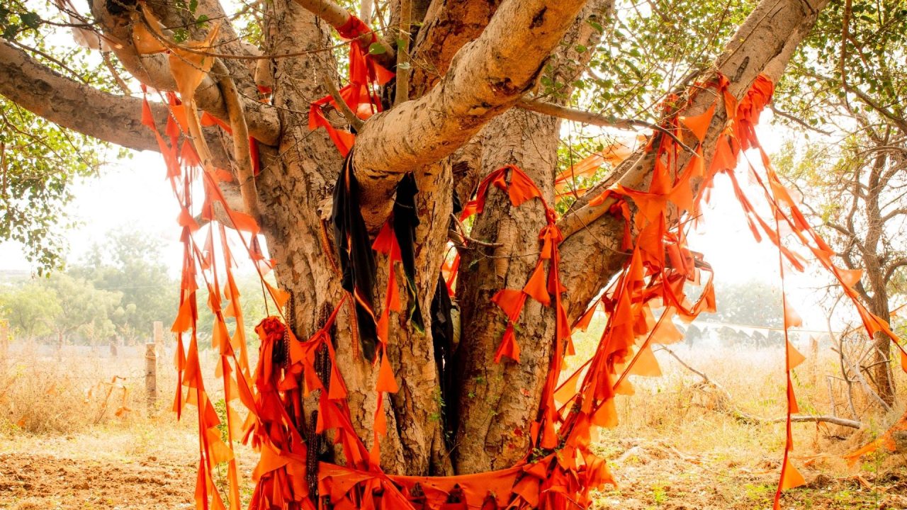divine-trees-1280x720.jpg